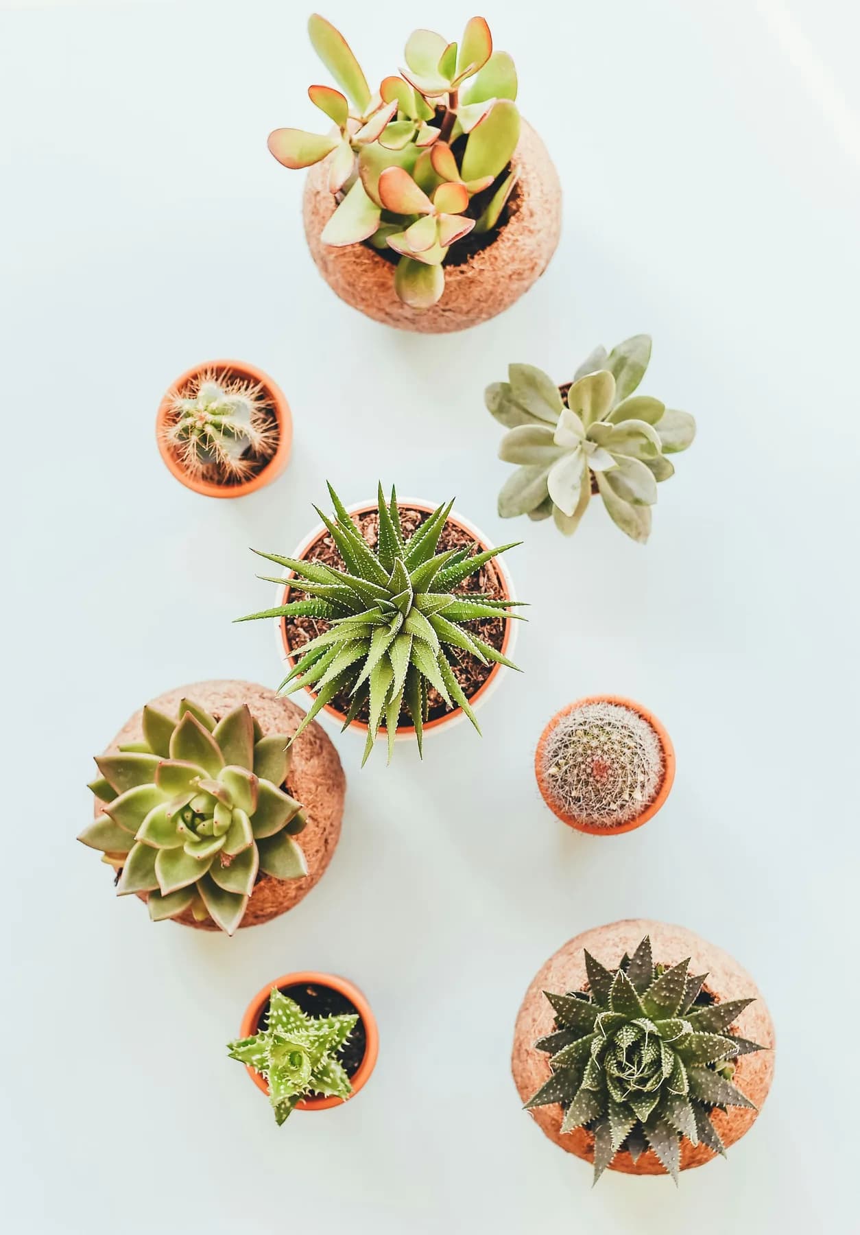 Succulents in terracotta planters